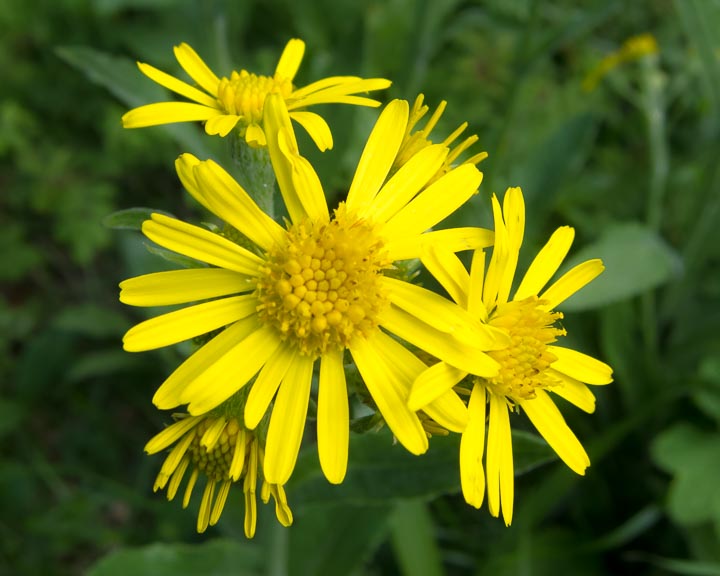 Tephroseris italica / Senecio italico